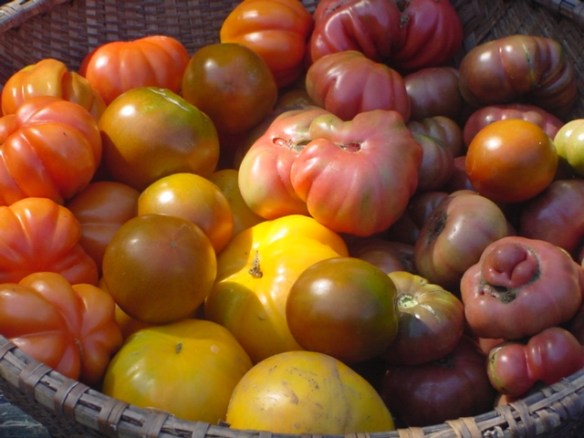 Mixed tomatoes 2