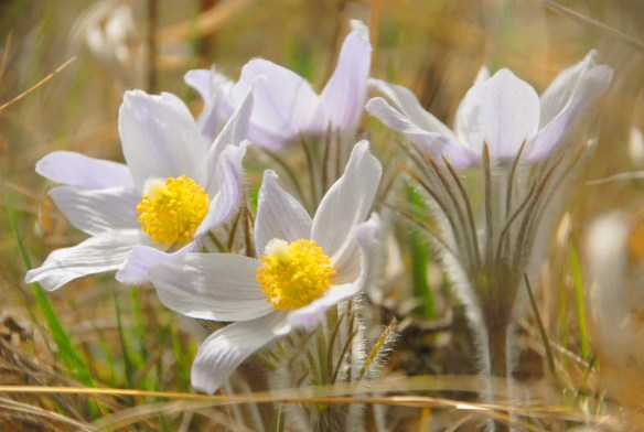 pasqueflower