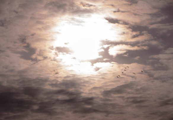 Small skein of geese in the morning sun.