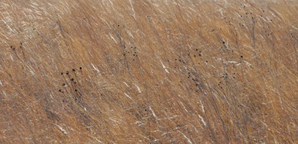 Indian Grasses dance in a prairie wind.