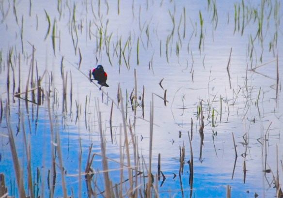 Redwing blackbird establishing his territory.