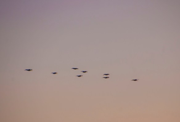 An image of pelicans taken the following day in the setting sun. One day I'll capture the white against the blue.