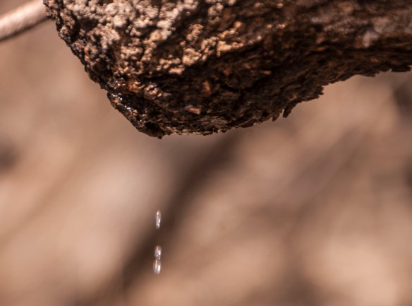 Like pearls, sap drips from the old and bent box elder.