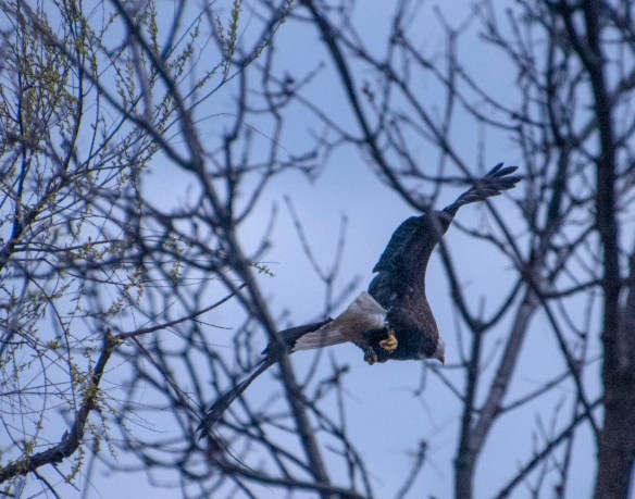 The Bald Eagle takes off.