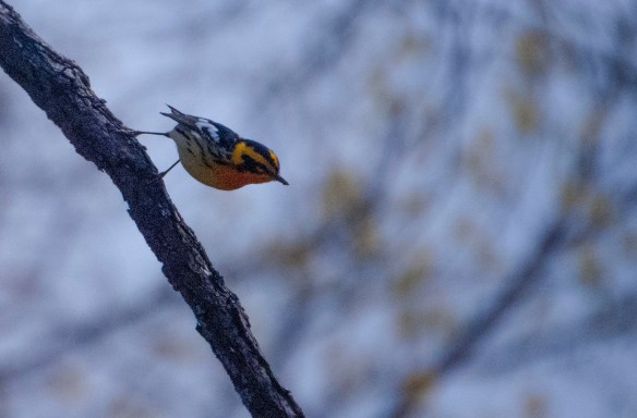 Will the Black Burnerian Warbler still find a home with the change in the biome species?