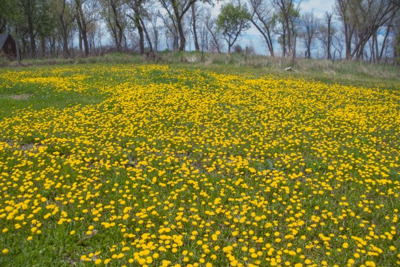 Our bountiful field of yellow!
