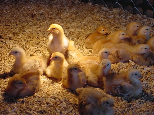 Communists? We are watching...