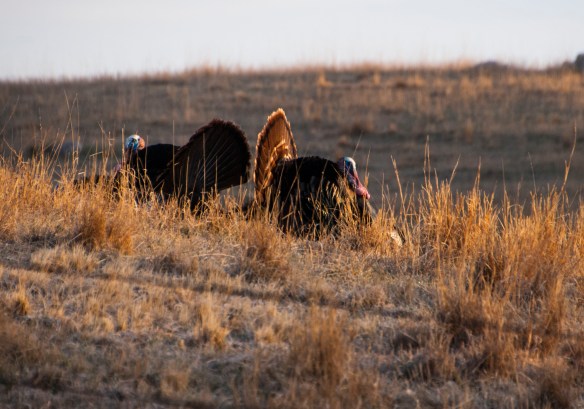 Two toms in a strut-off on a nearby rise.
