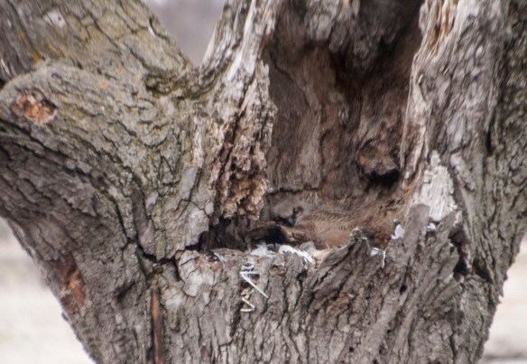 Look closely and you can see the owlet.