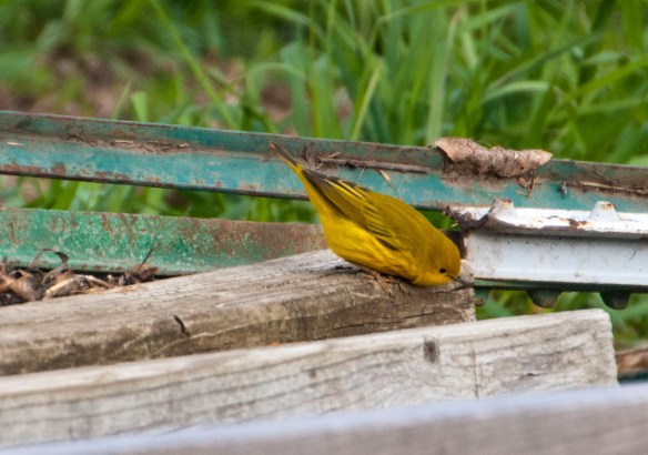 yellowwarbler2
