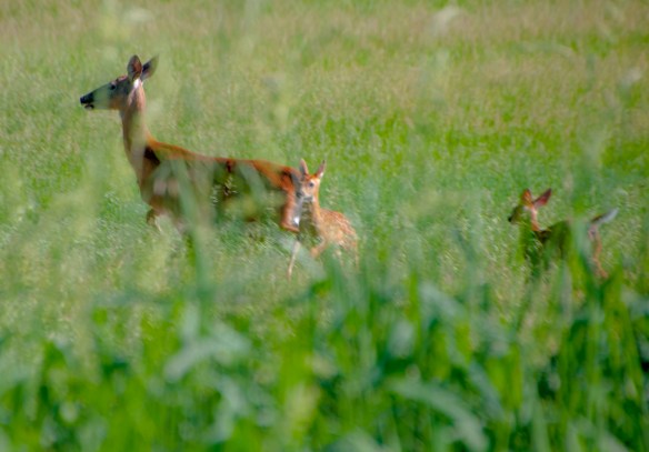 A startled doe, and a twin fawn I hadn't seen.