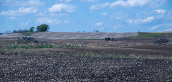 A recently "refurbishes" grassland where the rocks were removed and the trees cut and piled.