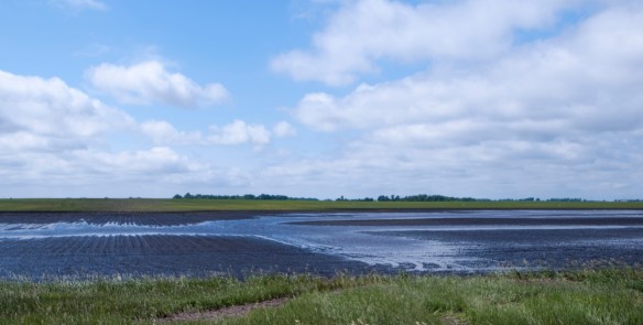 Though temporarily fill, drained wetlands like this one no longer allows for a recharging of the prairie aquifers. 