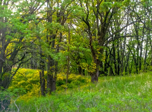 The late afternoon sun kisses the grasses of an oak savanna ... the only sun we saw on the camping trip.