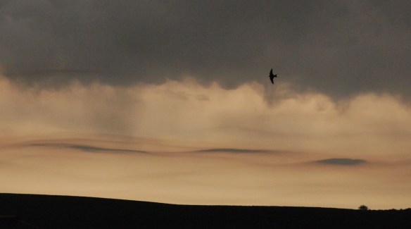 Swallow flight is one of the joys of living on the farm.
