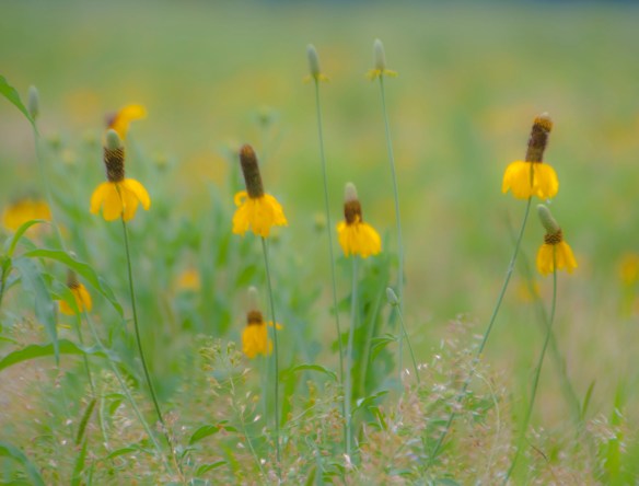 "Mexican hats" or yellow coneflowers are rampant.