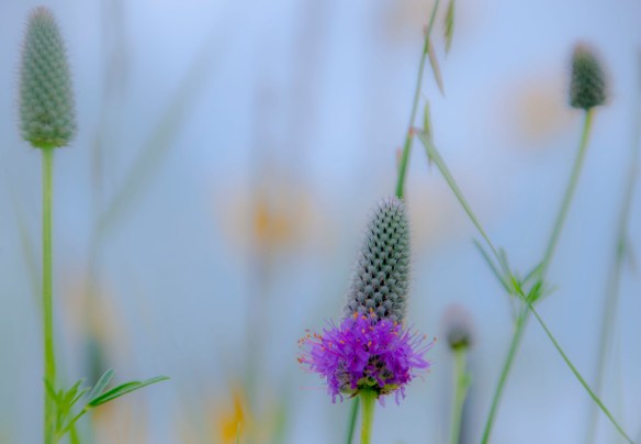 Purple wild clover peaks up here and there for a beautiful contrast.