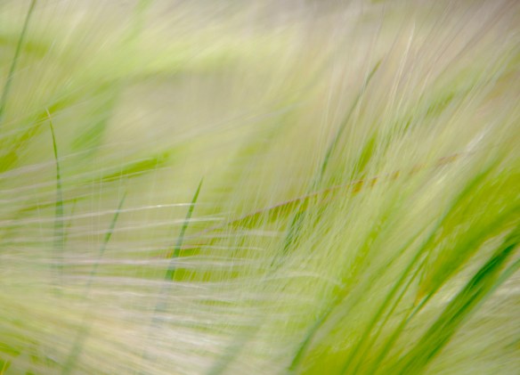 We have some patches of willowy foxtail, of which we have differing opinions. 