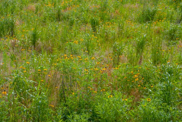 An overview of the prairie shows patches of grass and forbs. It certainly is far from being a mature prairie.