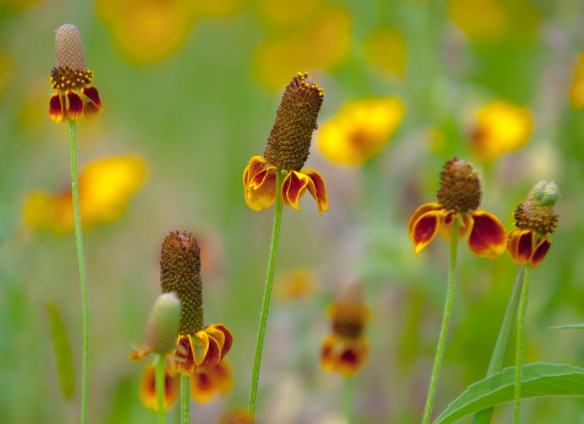 We love these "little dancers."