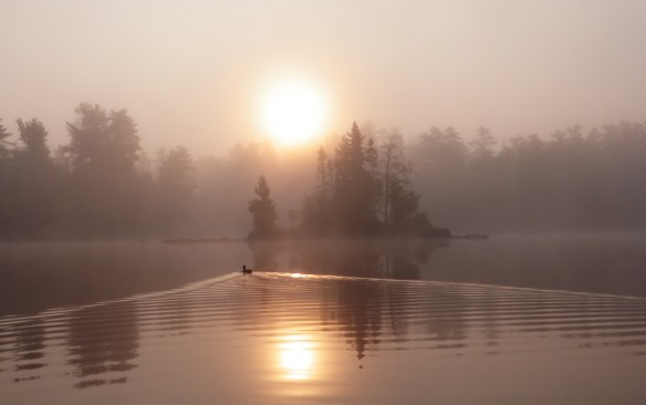Following a duck in the morning haze.