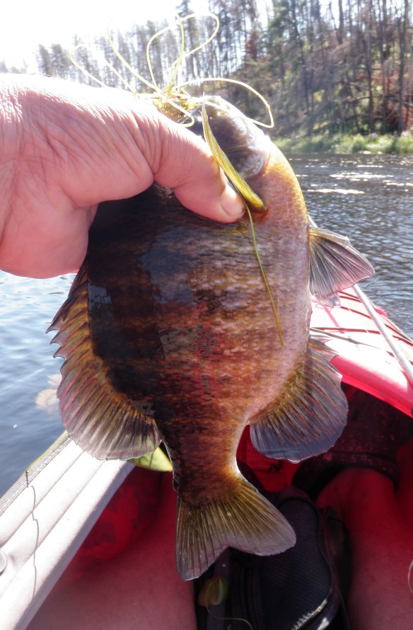 A Pagammi Creek bluegill.