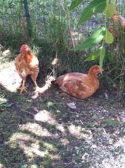 A few of the Red Ranger pullets are now members of the laying flock.