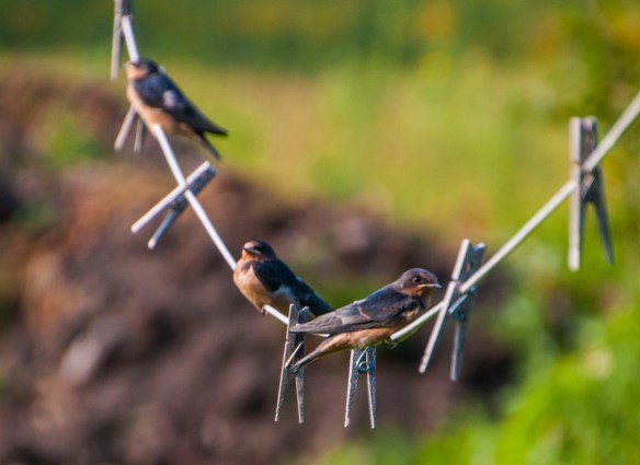 Three swallow chicks await dinner.