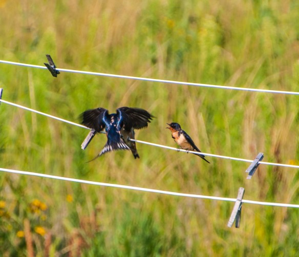 In an instant, with deft wing control, the swallow stops in midair, feeds the young, then as quickly, flies off.
