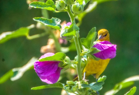 The female oriole was a surprise visitor to the hollyhock.