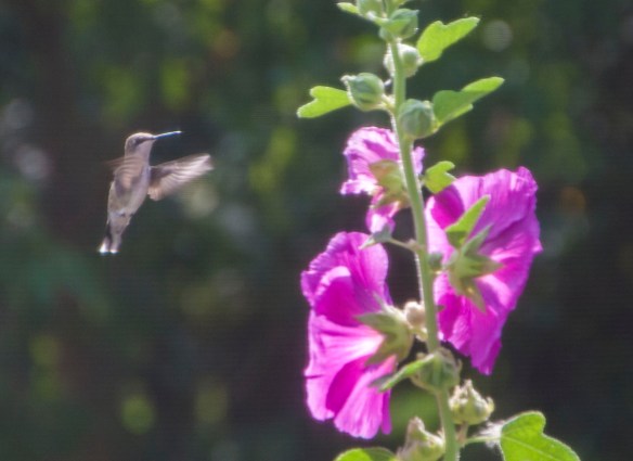 Buzzing hummingbirds are frequent visitors, a buzz that attracts the ear as much as the swaths of pink in the prairie breezes catch the eye.