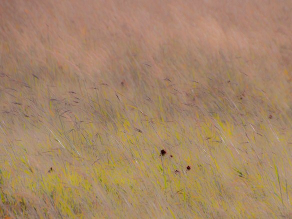 Bluestem in a prairie wind this week near Hermann. 