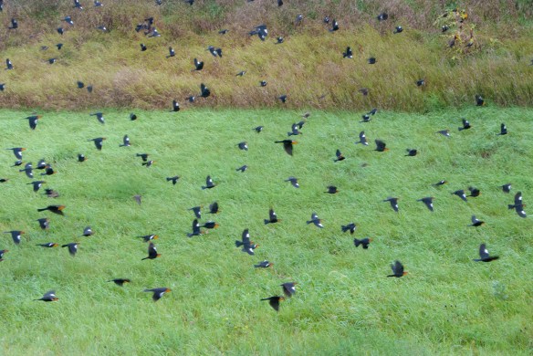 Yellowheaded blackbirds by the hundreds gathered along Highway 75 near Bellingham. 