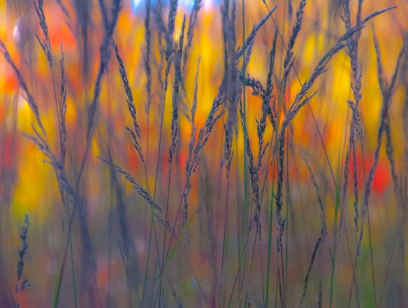 A background of sumac and prairie grasses give this image almost a stained glass effect.