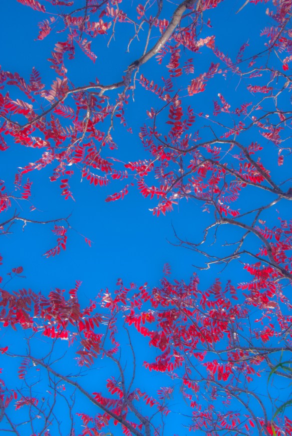 Taken while lying on my back, the red leaves look stark against the blue of the sky.