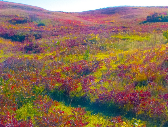 The hills at Glacial Lakes State Park are rife with the fall color of sumac.