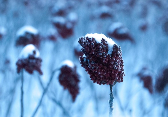 In winter, the bobs provide food for deer and many bird species.