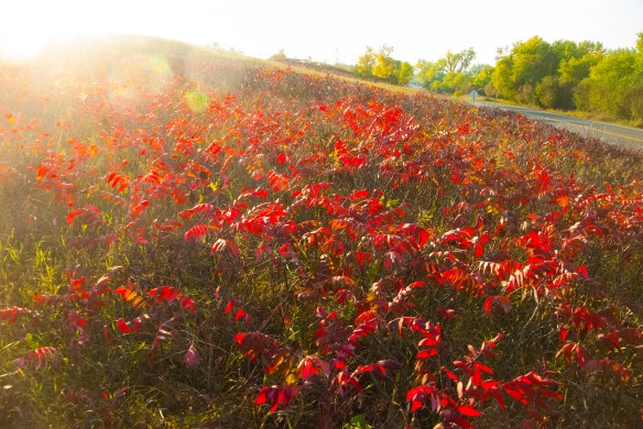 Sumac shines in the early morning sun just down the road, one of the sure signs of autumn..