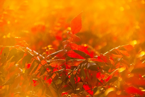 An explosion of autumn color! 