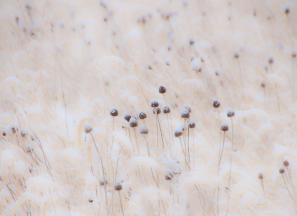 A moment on the prairie.