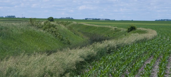 Crops planted right to the lips of drainage ditches are not legal and rarely enforced, prompting the Ag Commissioner to suggest repealing the law.