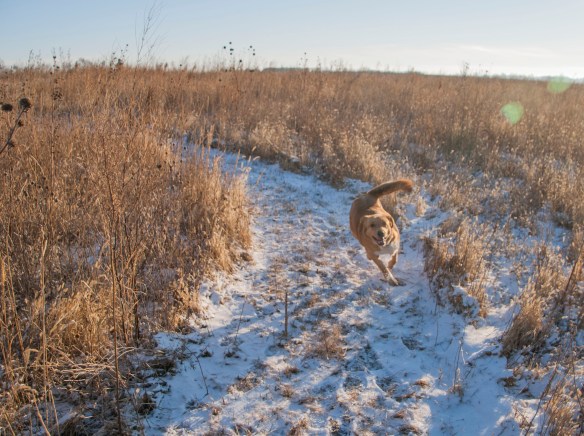 Joe Pye loves to run the paths through the prairie.