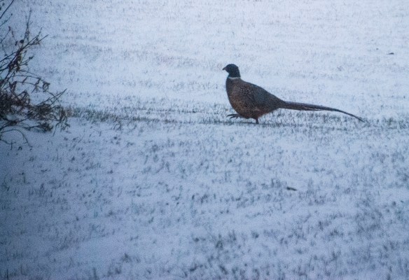 Our very own "canary of the prairie" strutting across our prairie.