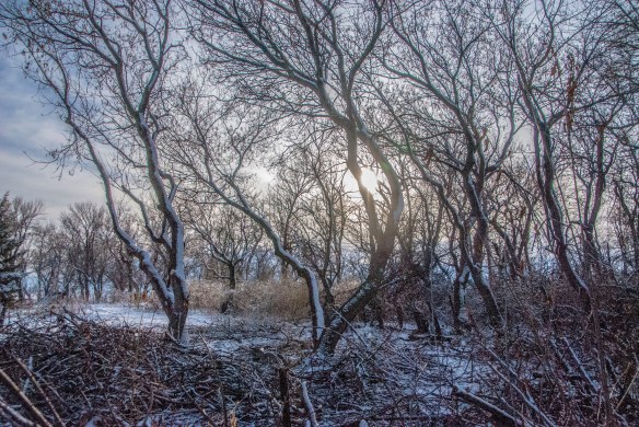 Some of Kurt's slash against a few of the trees we'll leave standing because of their unique shape.