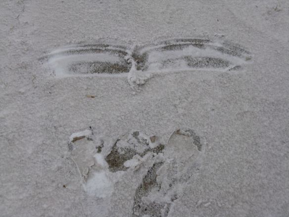 Closeup of tracks made in the snirt. (Photo by Julia Ness)