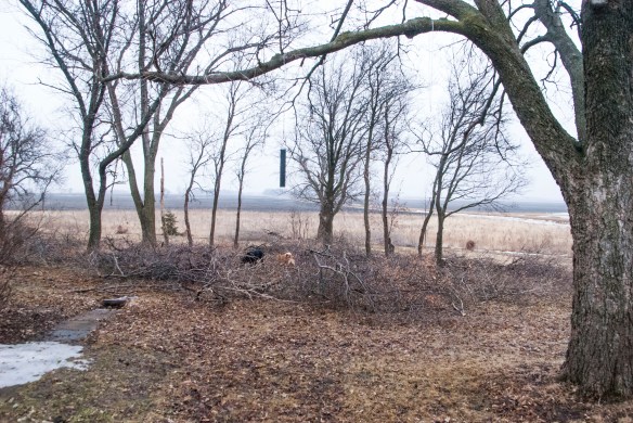 Kurt hit the "island" of buckthorn in the south yard yesterday ... reference how it looked over Rebecca's boots.
