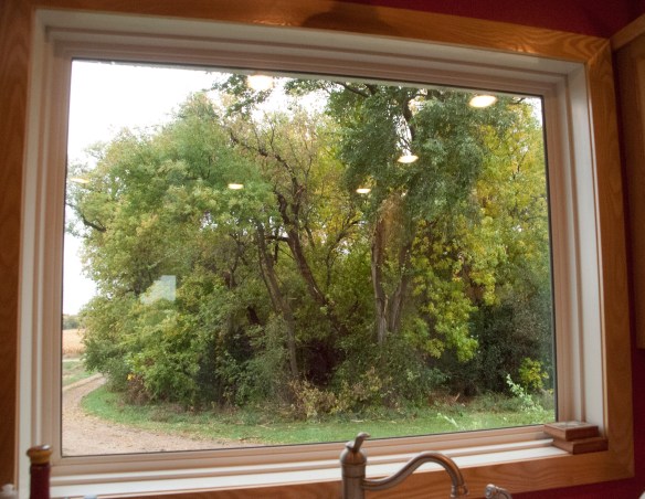 A glimpse of the grove before we began the clearning.