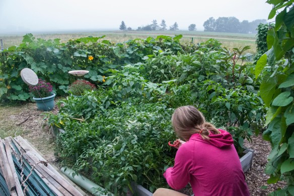 Rebecca tends to one of her pepper plants in her huge garden.