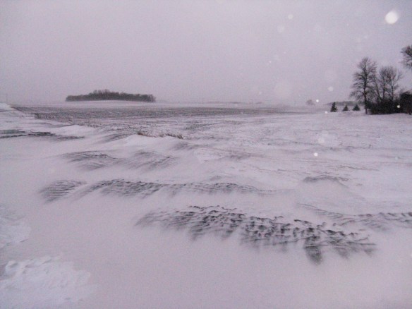 Snirt in the front yard of a Boyd-area farm site. (Photo by Julia Ness)