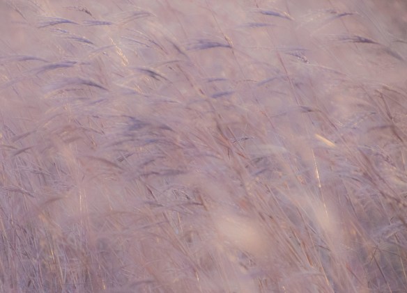 Using the wind in a blue stem prairie.